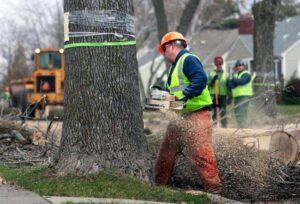 worker sawing into large tree trunk - Tree Removal Aston, PA | Stein Tree Services
