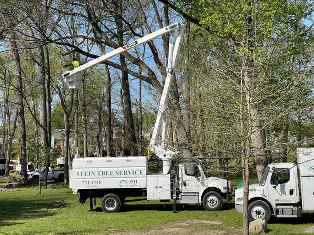 Stein bucket truck being used for high tree work at a park - tree removal in Stanton DE - Stein Tree Service