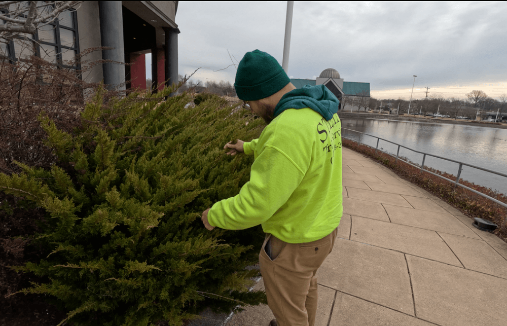 Stein arborist inspecting commercial shrubs - commercial tree care by Stein Tree Service