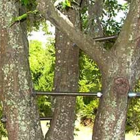 Emergency Tree Removal Wilmington, DE tree bracing