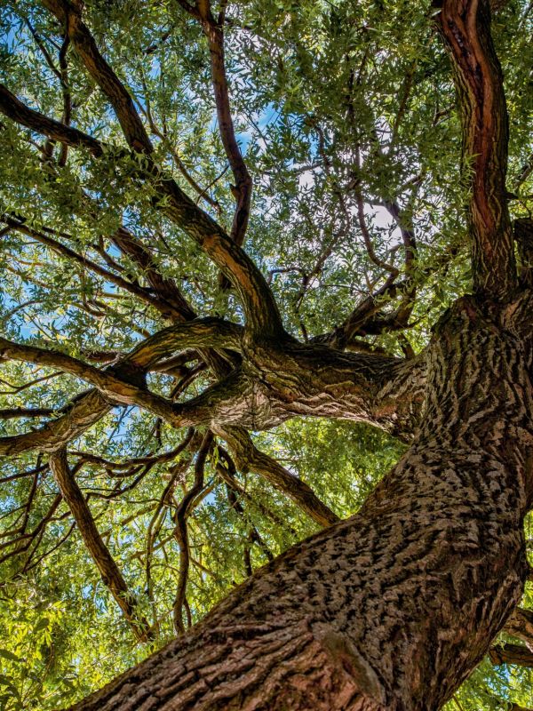 tall tree with fall trees - tree care in Fair Hill MD - Stein Tree Service