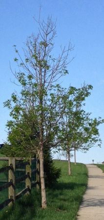 Emerald Ash Borer Damage